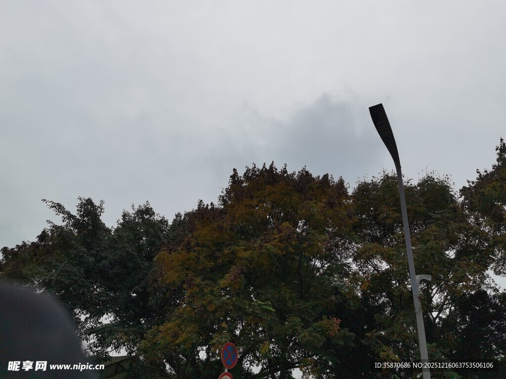 阴天中的树木与路灯