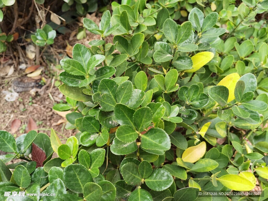 绿叶丛生的蓬勃植物景观