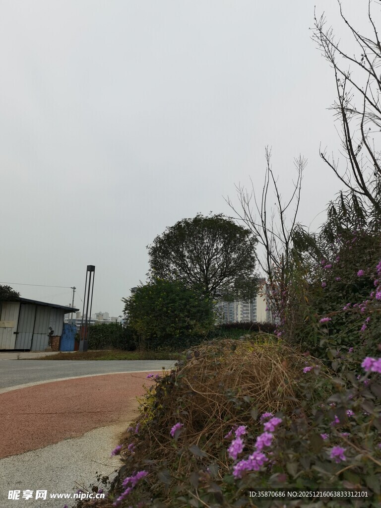 户外路边绽放的紫色花卉