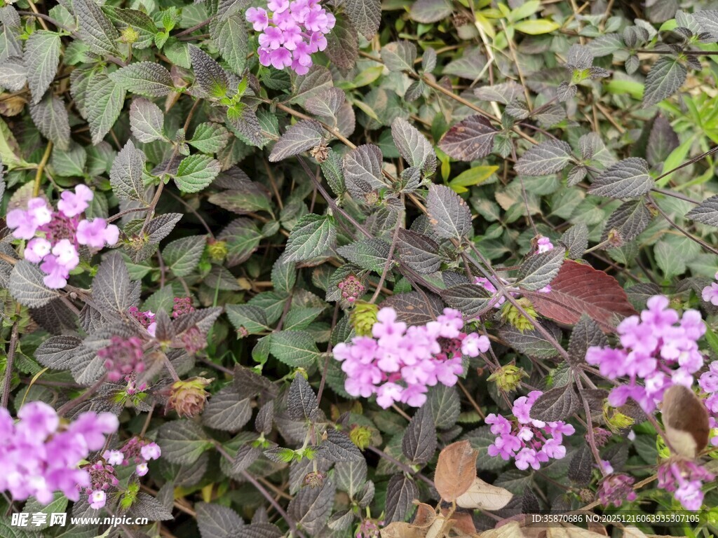 紫色小花绽放绿叶间