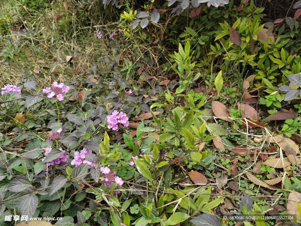 草丛中的紫色小花