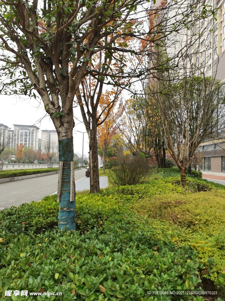 城市街边绿化带风景