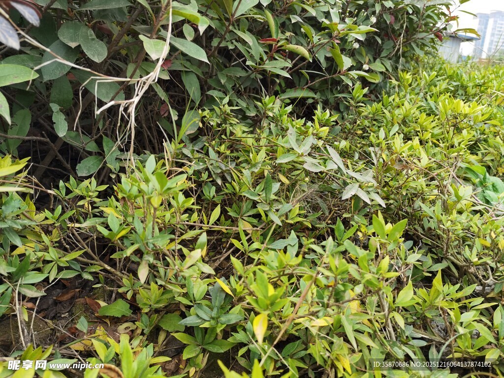 绿意盎然的繁茂植物景观