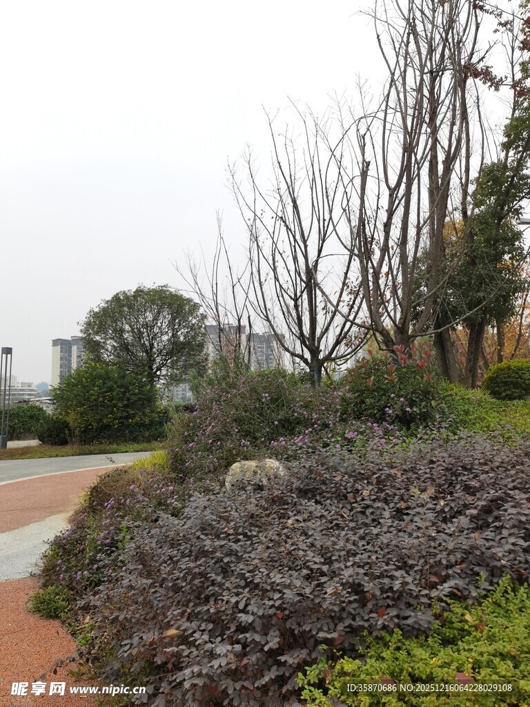 冬日路边的植被景观