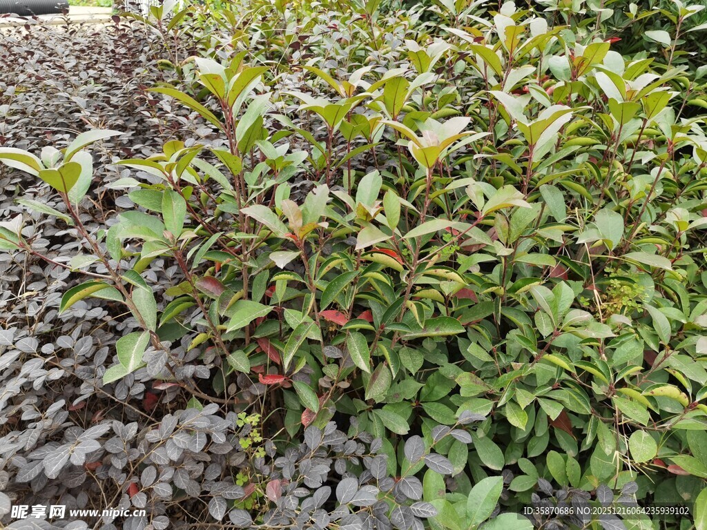 绿叶繁茂的植物景观