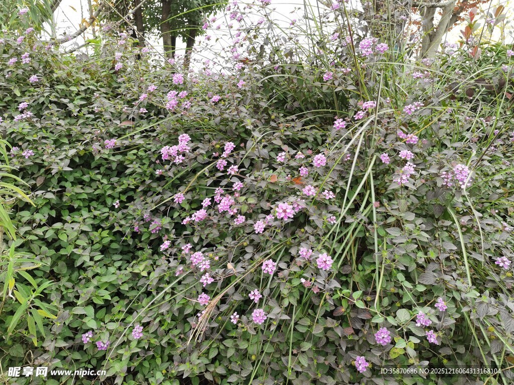 繁茂花丛中的紫色花朵