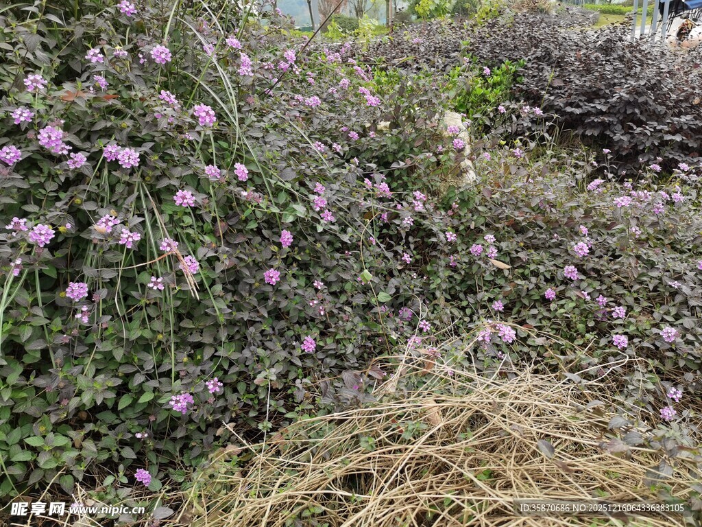 紫色花丛与干草景观