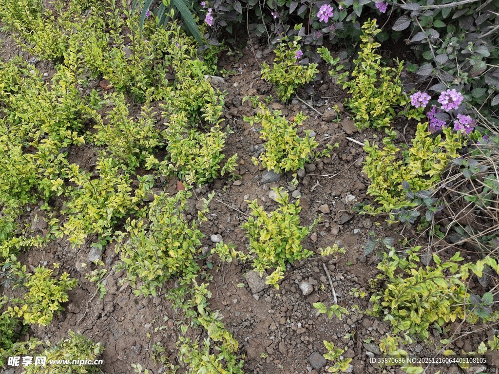 地面绿植与紫色小花景观