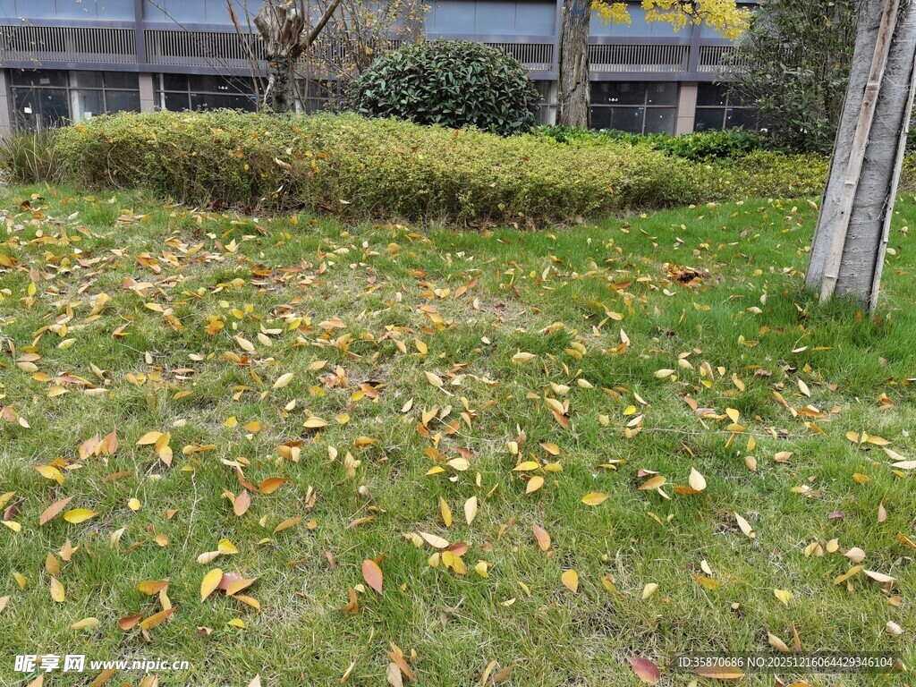 秋日公园草坪落叶景致