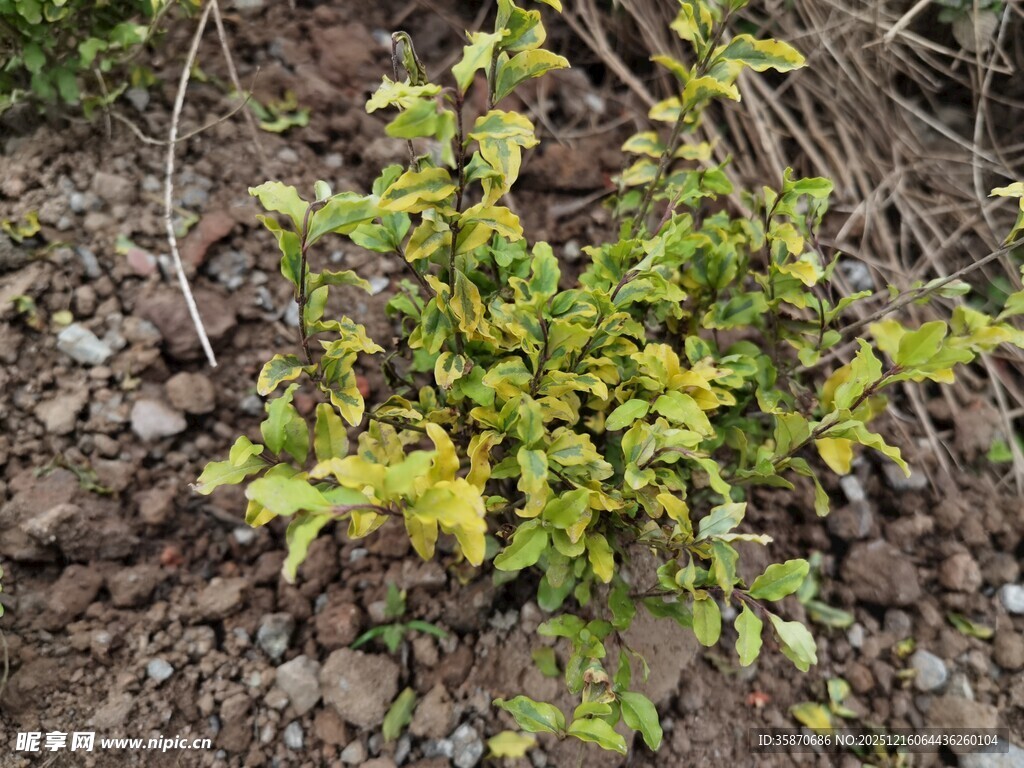 嫩绿植物生长于泥土间