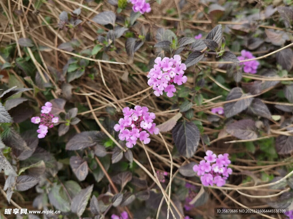 地面绽放的紫色小花