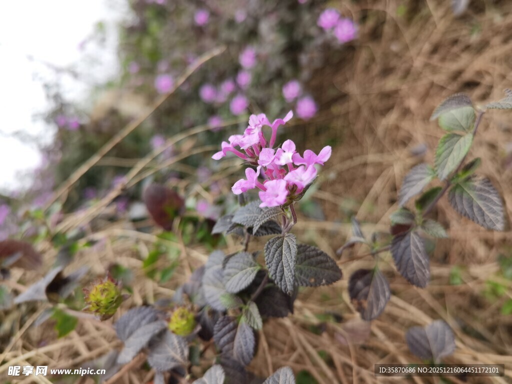 山坡上绽放的紫色小花