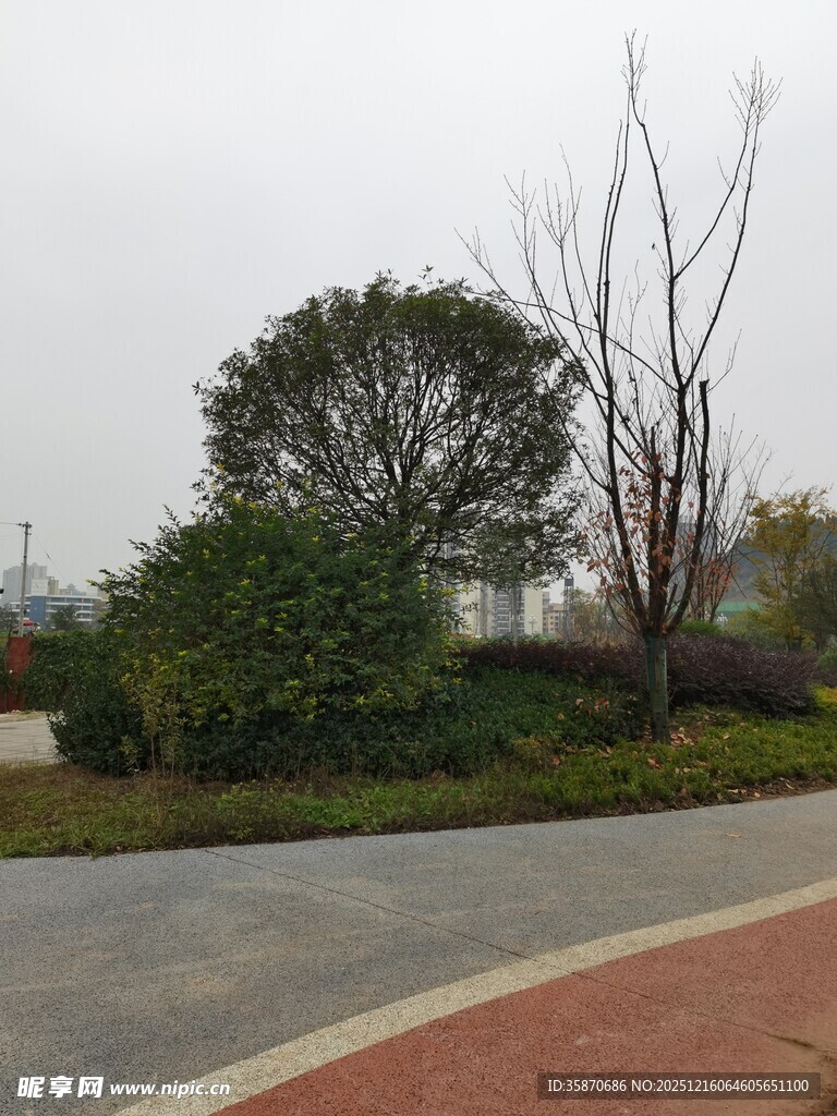 城市路边绿植景观