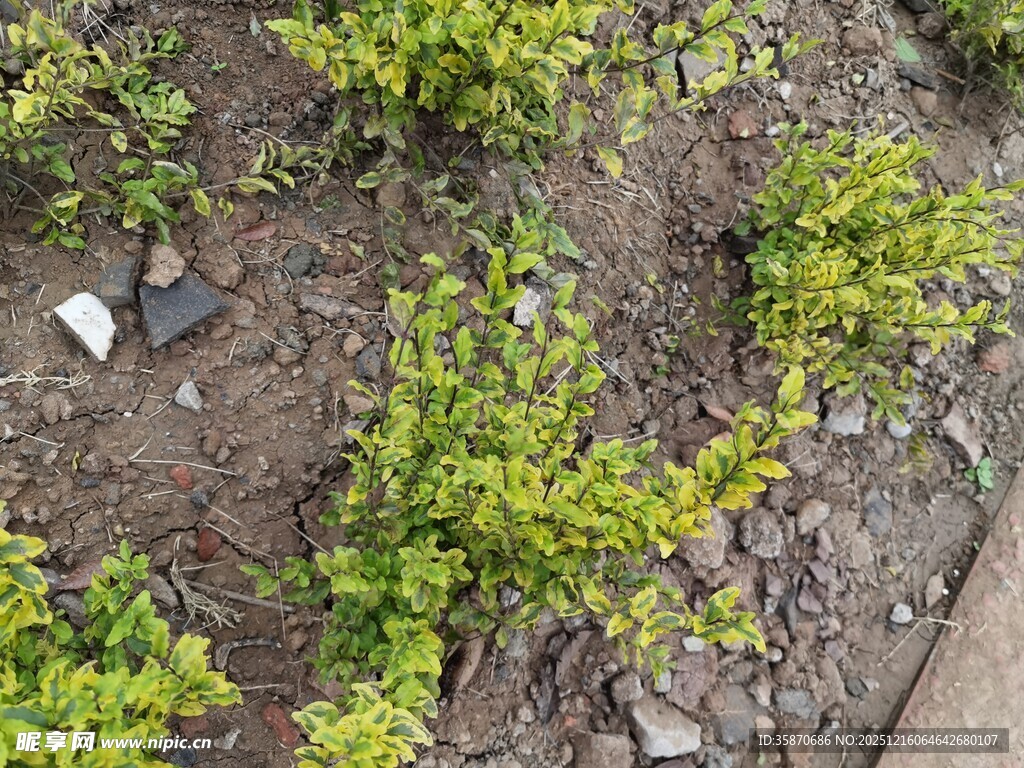 地面绿植与碎石景观