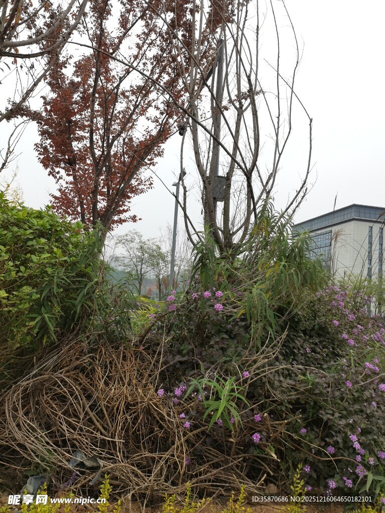 冬日园林植物景观