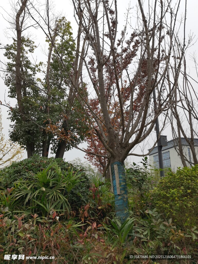 冬日萧瑟树木与绿植景观