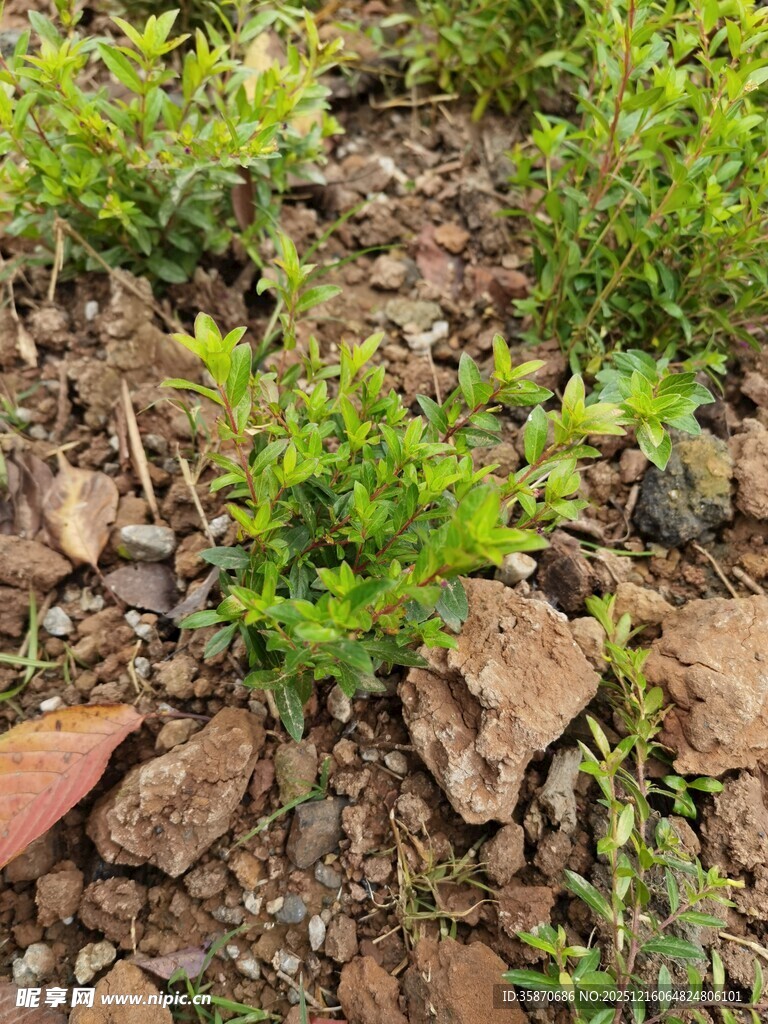 干裂土地上的顽强绿植