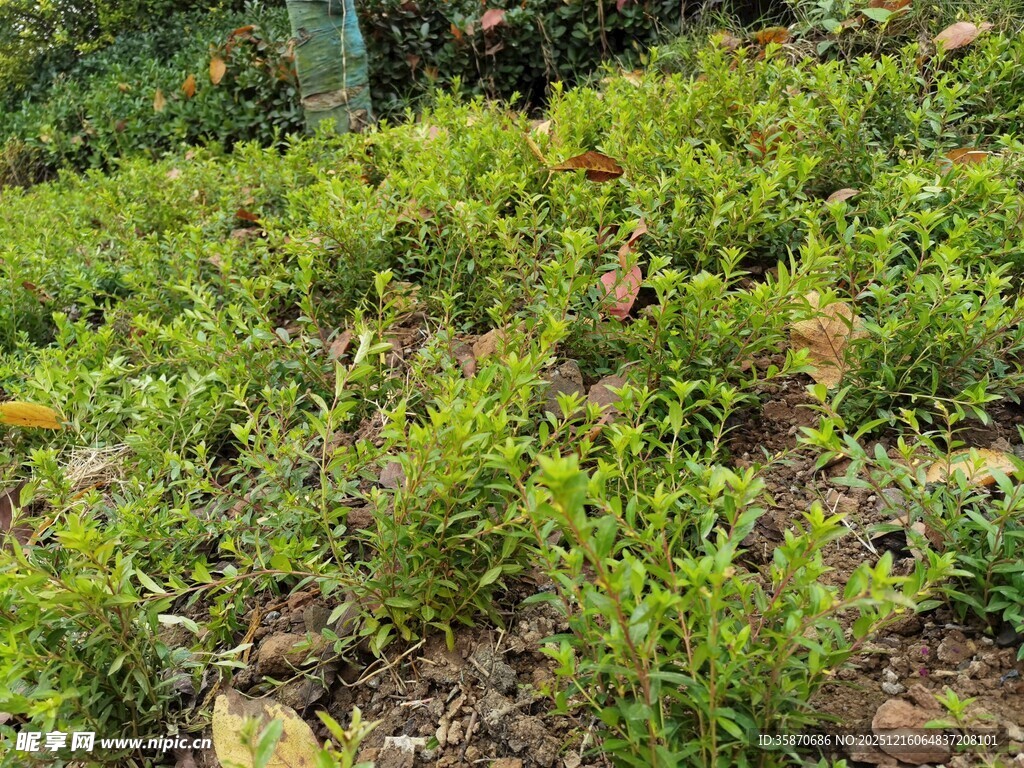 绿意盎然的植物景观