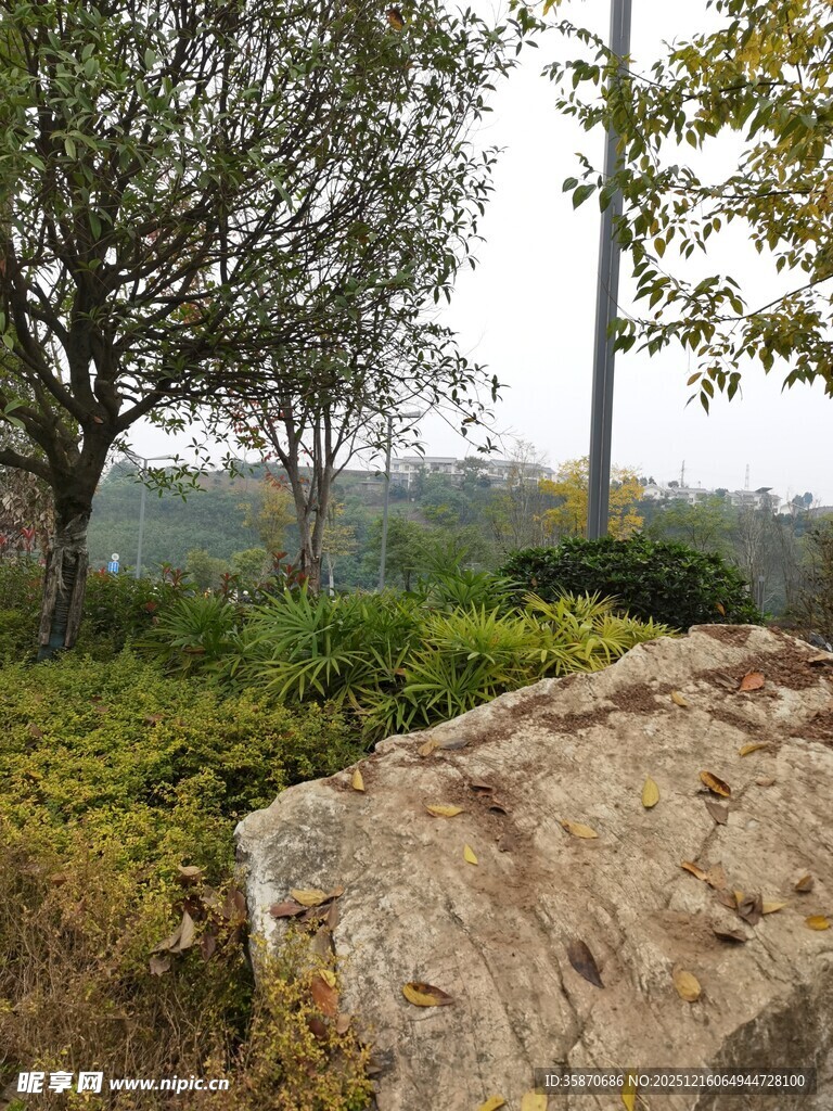 自然景观中的巨石与树木