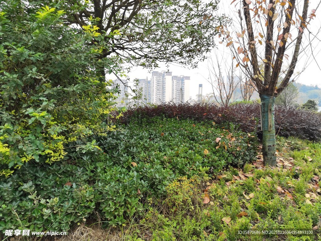 城市中的绿植景观