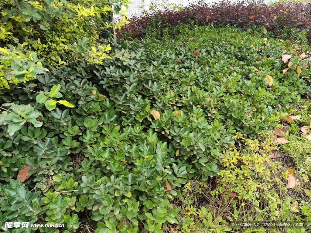 绿意盎然的植物景观