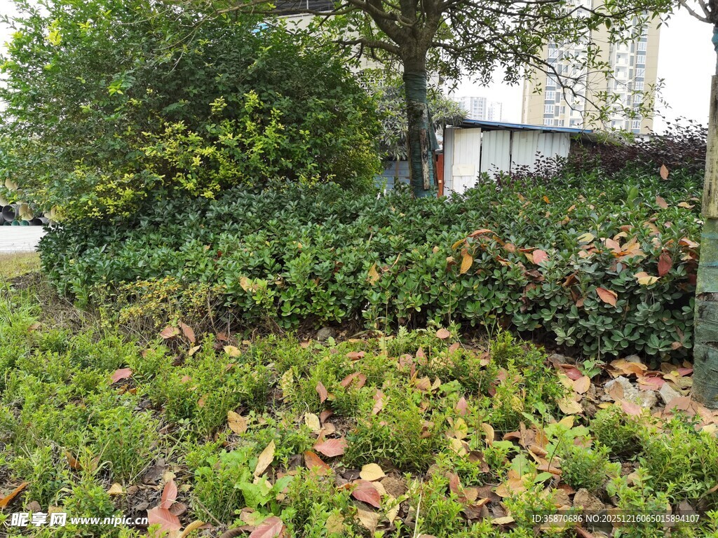 户外绿植景观一角