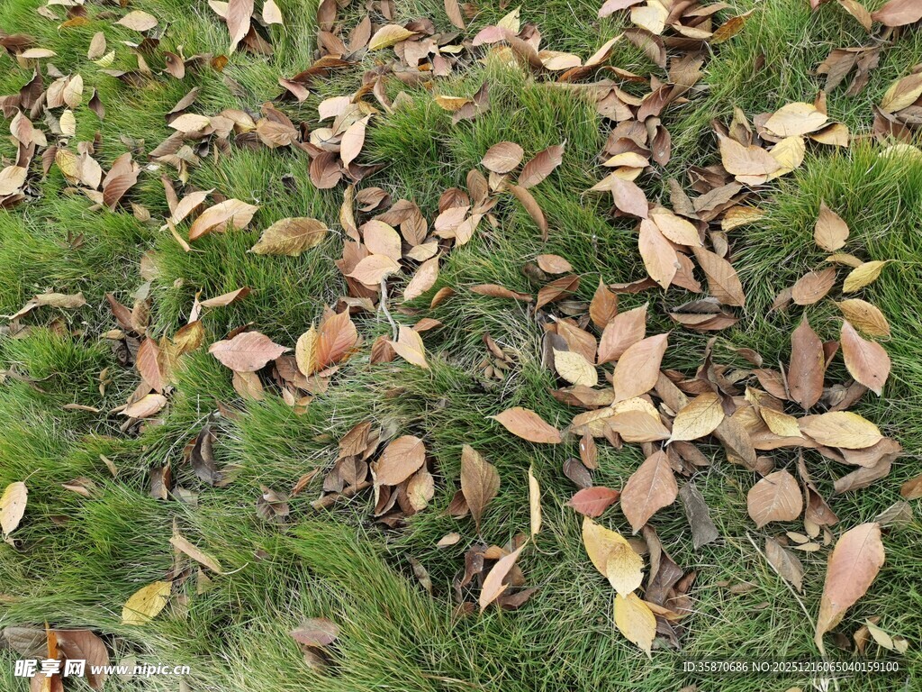 草地上的枯黄落叶