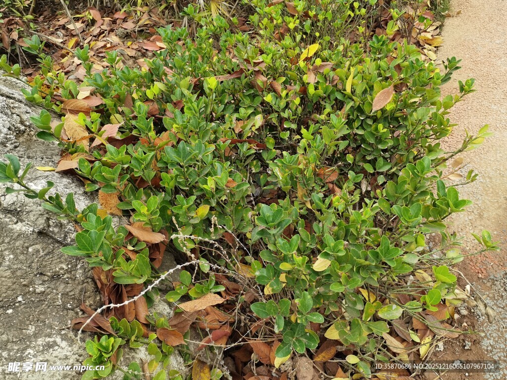 绿叶繁茂的低矮灌木丛