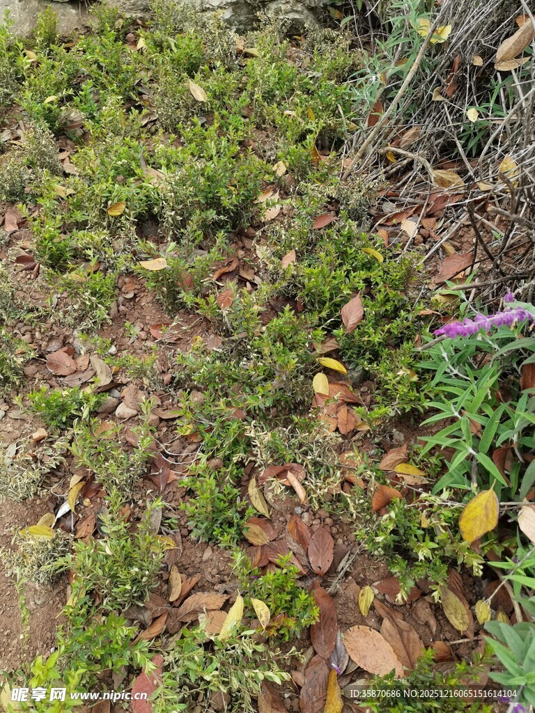 地面的绿植与落叶景象