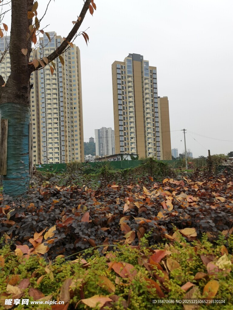 城市中落叶与绿植相映景