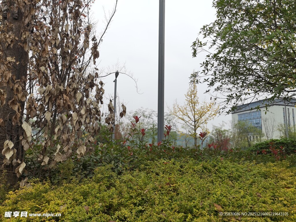 户外杂草丛生的自然场景