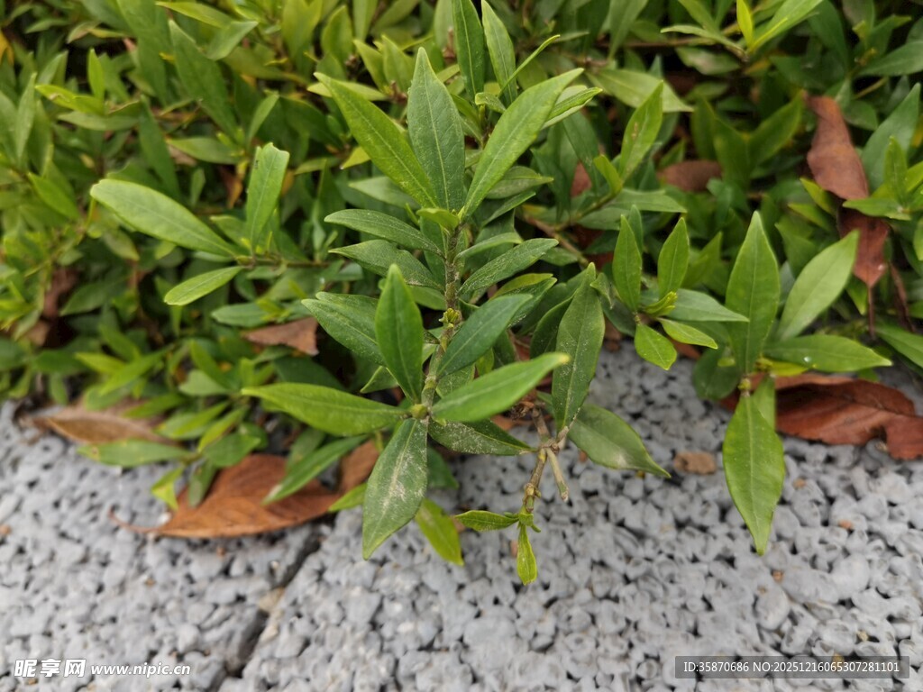 石缝间的翠绿植物