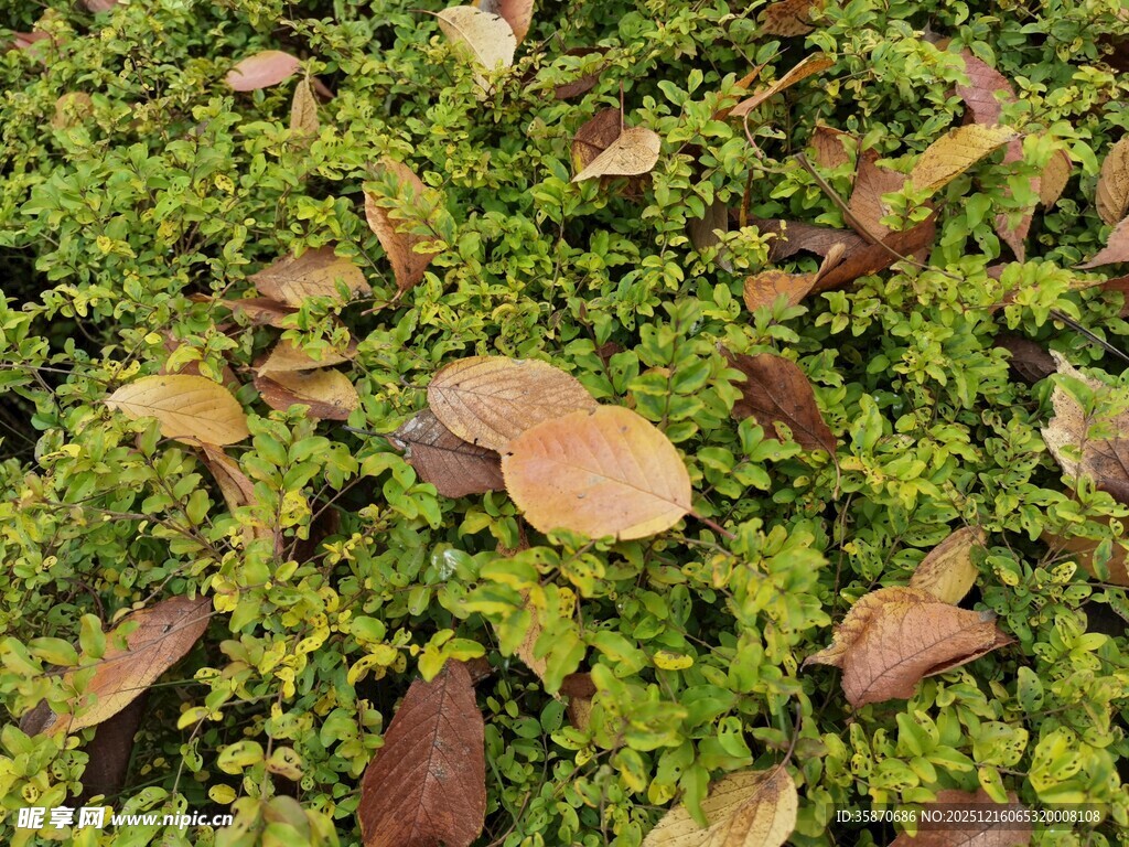 绿叶间散落的枯黄叶片