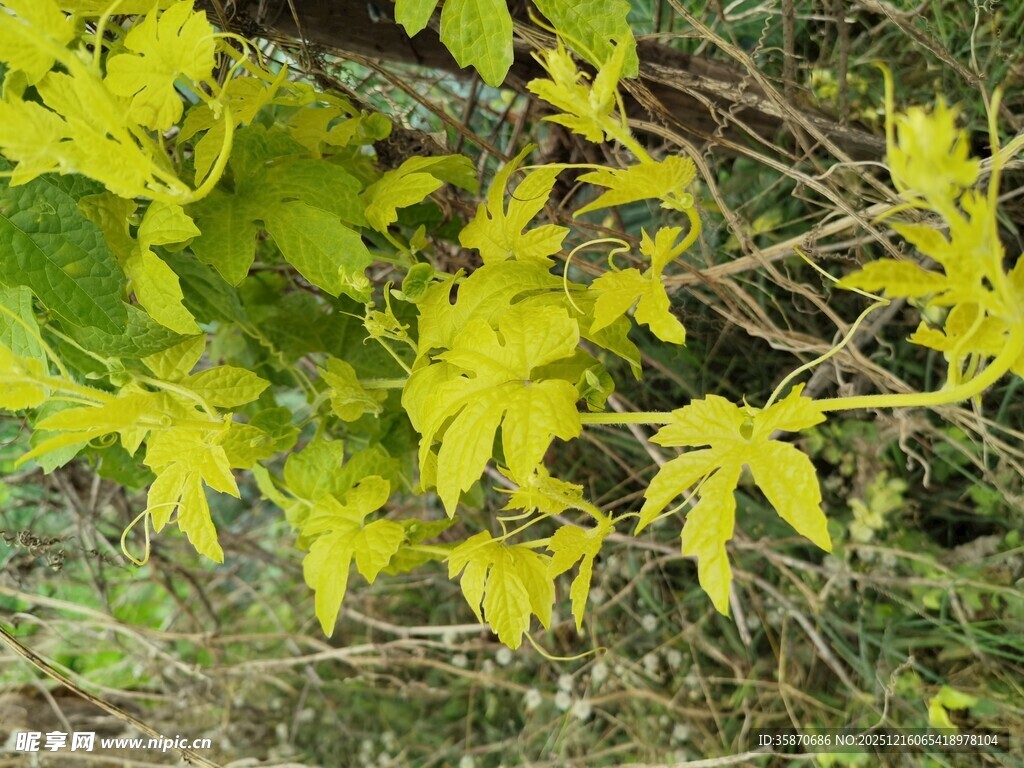 嫩绿叶片点缀枝头