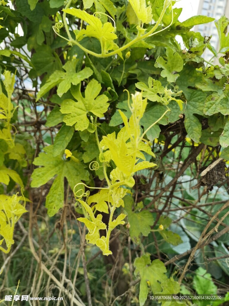 嫩绿枝叶生机盎然