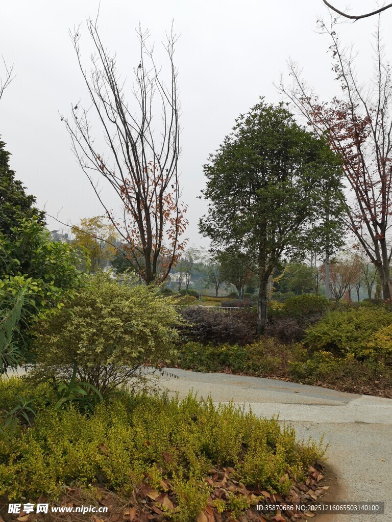 蜿蜒小径旁的绿植景观