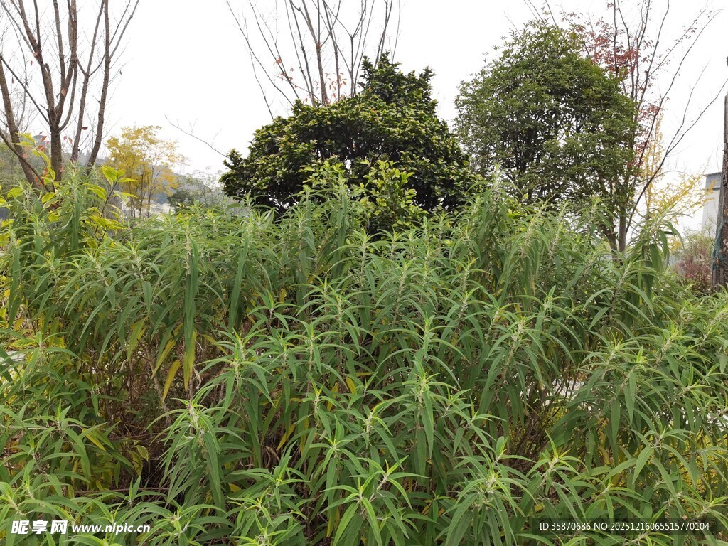 野外繁茂的绿色植物景观