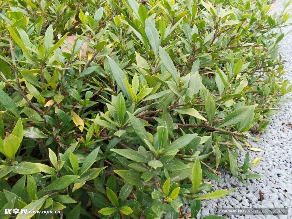 绿叶繁茂的植物景观