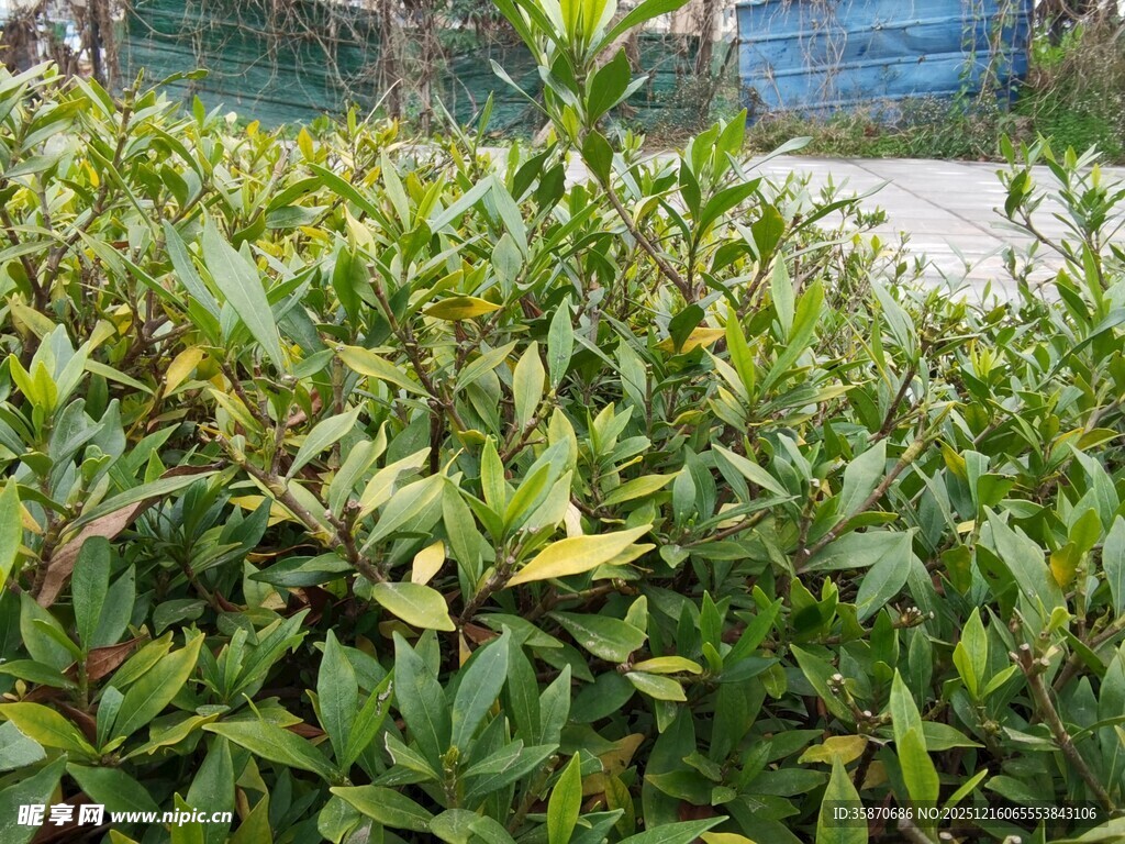 绿叶繁茂的灌木丛