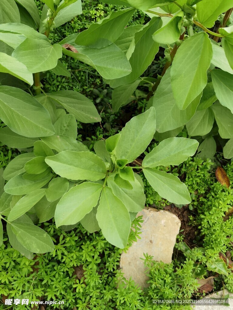 绿叶丛中的石块