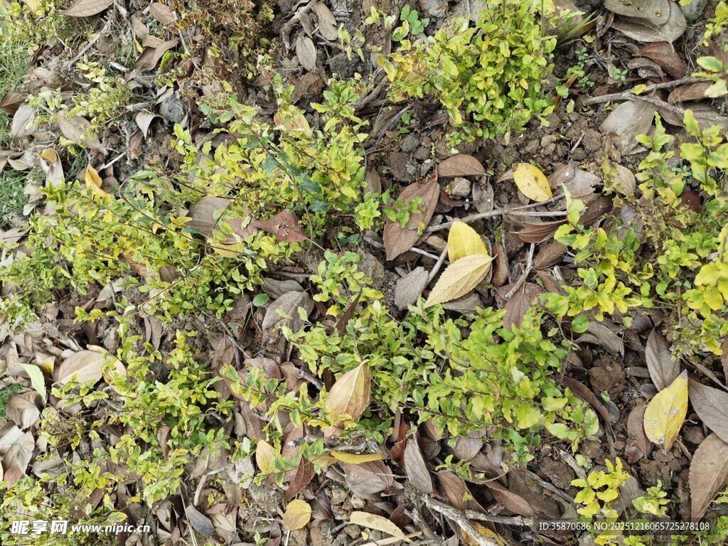 地面上的绿植与枯叶