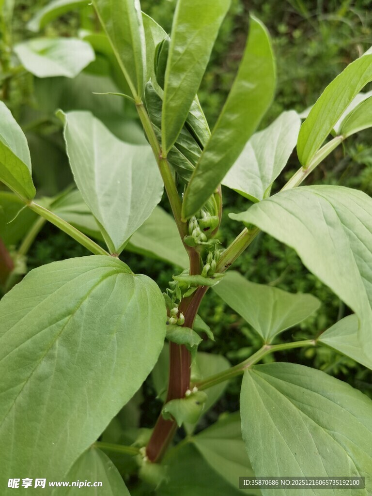 绿叶间的红辣椒植株
