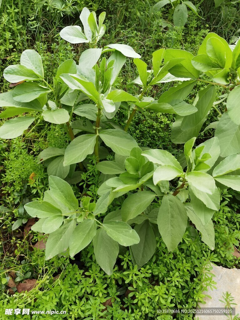 绿叶繁茂的清新植物景观