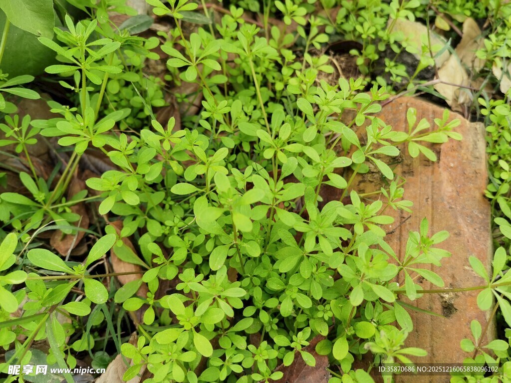 地面生长的嫩绿植物