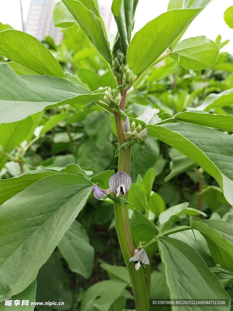 绿叶间的紫色小花