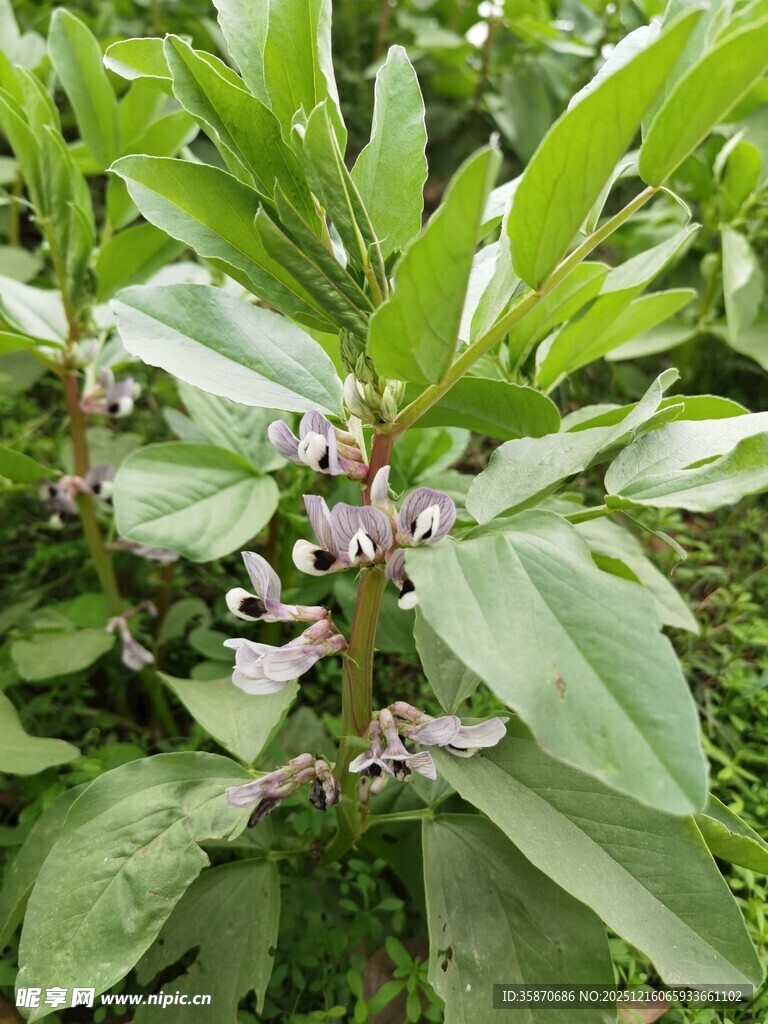绿叶间的紫色小花