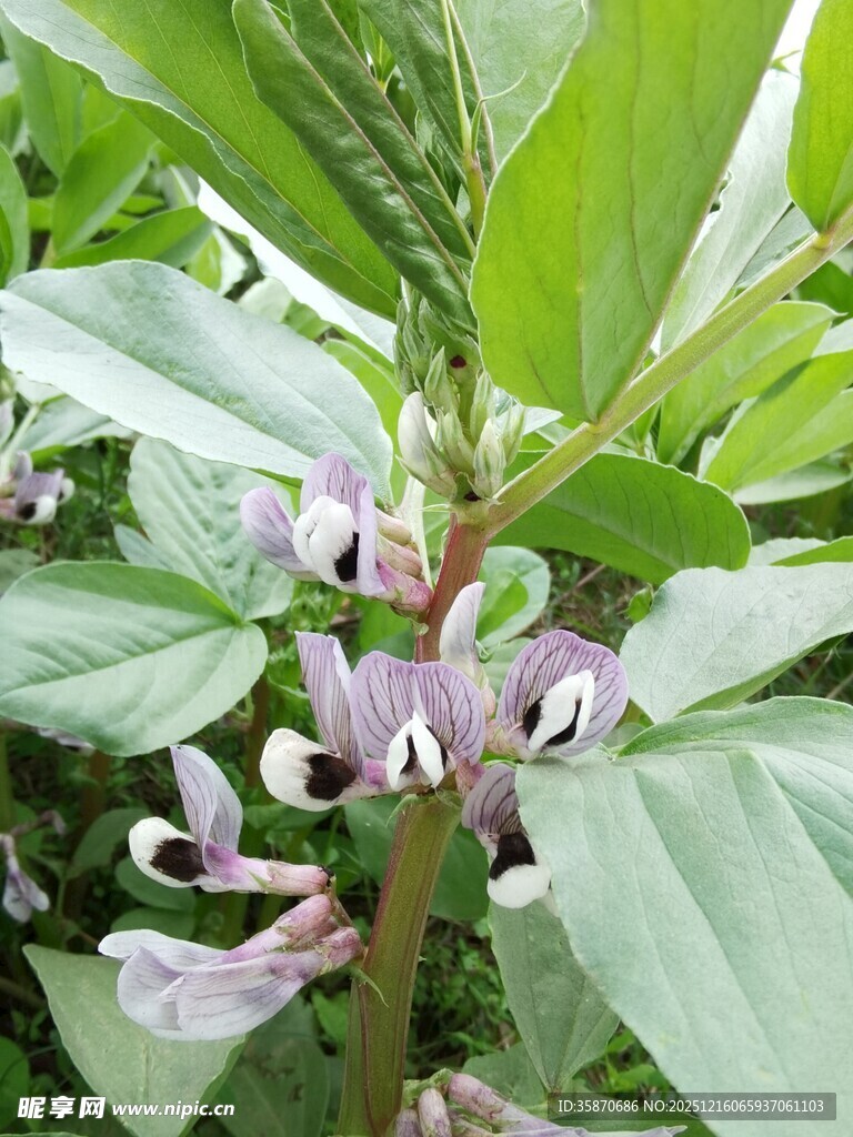 紫色蝶形花植物特写