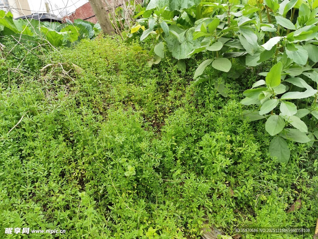 野外繁茂的绿色植物景观