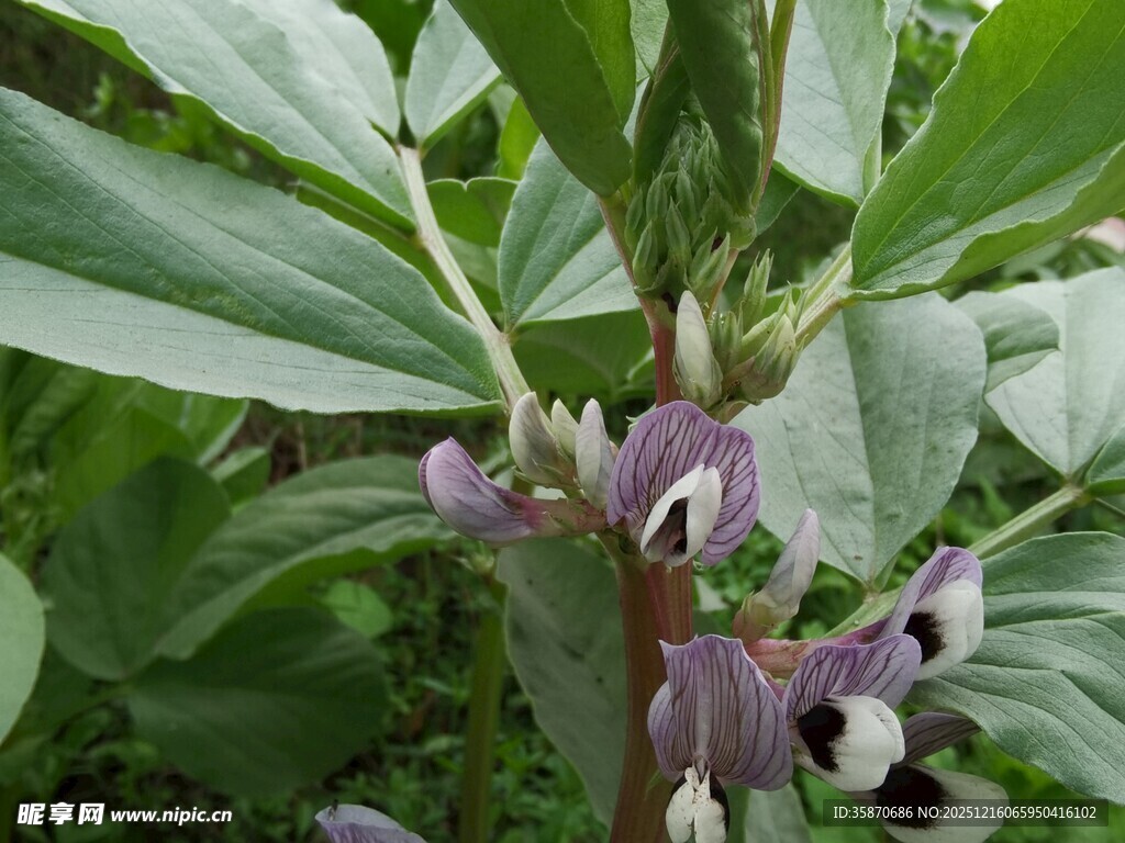 紫色奇特花朵植物特写