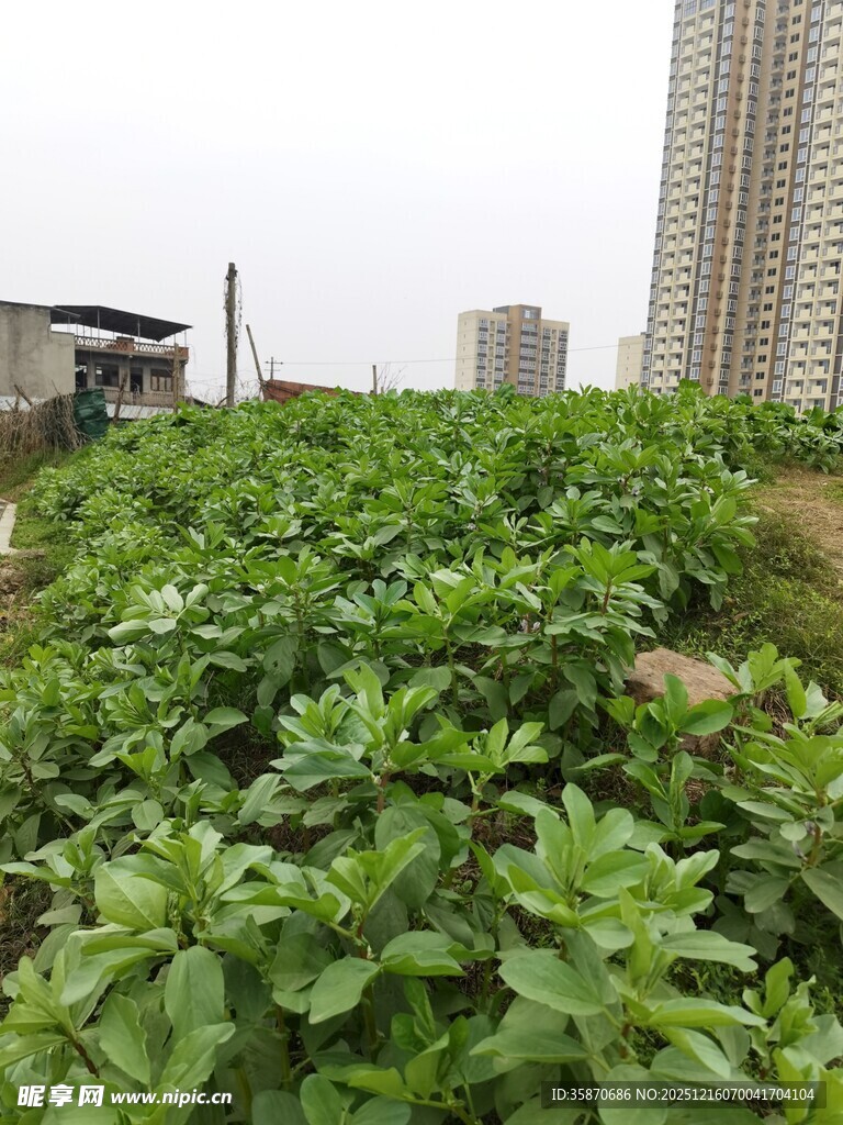 城市中的一片绿色菜地